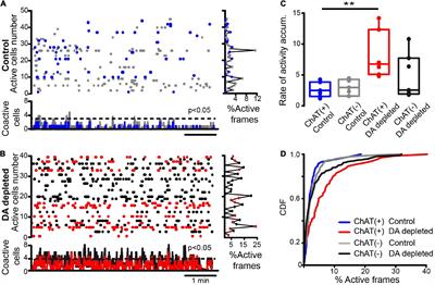 Synaptic determinants of cholinergic interneurons hyperactivity during parkinsonism
